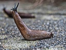 Create meme: slug snail, slug , snail slug