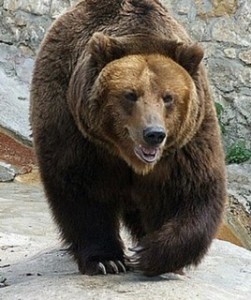 Создать мем: североамериканский медведь гризли, медведь гризли, бурый медведь