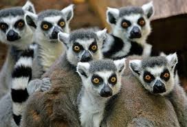 Create meme: a baby lemur, photo lemur group, photos of lemur