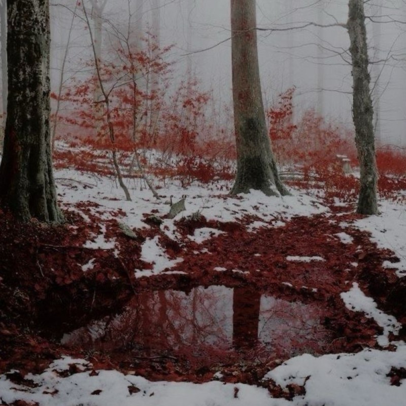 Create meme: forest in the snow, nature , red forest in the snow