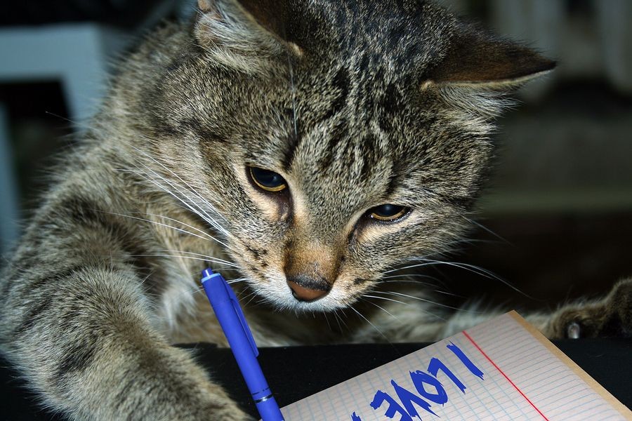 Веселая написано. Кот пишет. Кот пишет ручкой. Кот ученик. Котенок пишет.