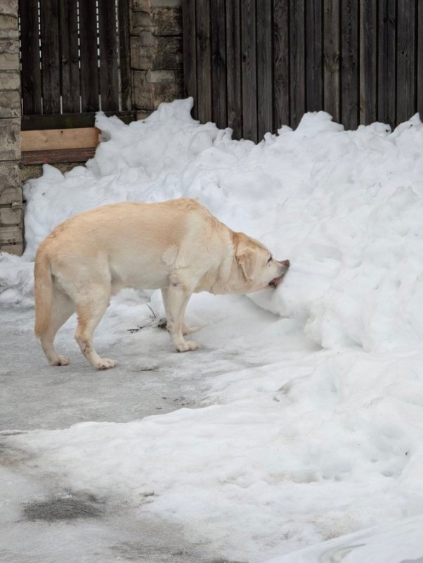 Create meme: Labrador dog, dog , Labrador 