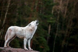 Создать мем: белый полярный волк, arctic wolf, белый волк воет