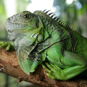 Create meme: iguana, green iguana