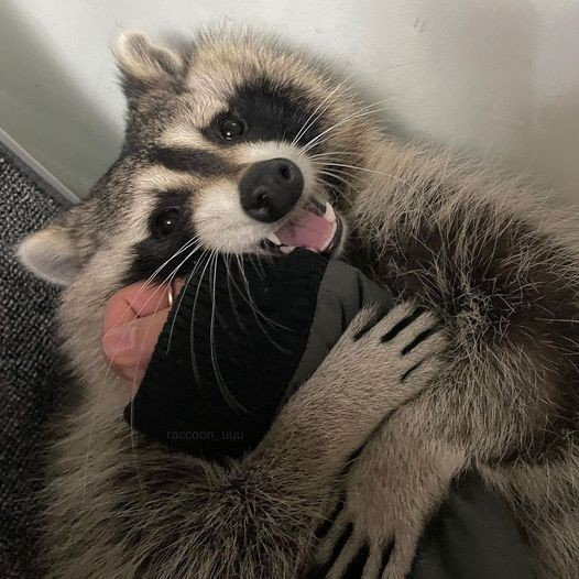 Create meme: raccoon animal , cute little Coon, raccoon cute