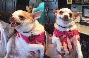 Create meme: funny Chihuahua, dog funny, evil Chihuahua