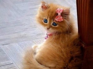 Create meme: cute red kitten, ginger kitten