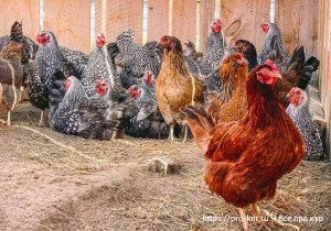 Create meme: chickens breed, laying hens