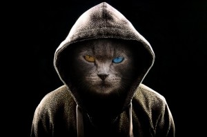 Create meme: cat, cats, people