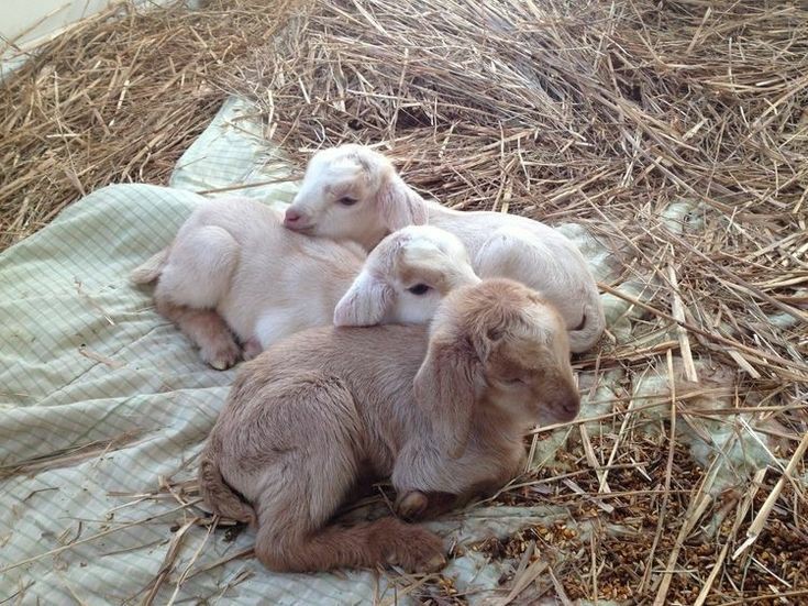 Create meme: Nubian baby goats are white, a newborn goat, lambs and goats