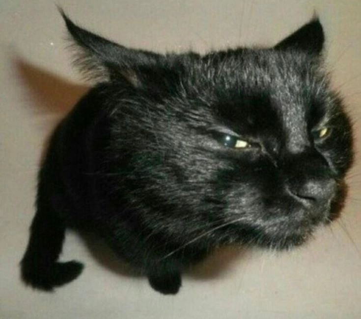 Create meme: suspecting the cat, the cat is black, suspicious cat 