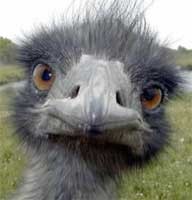 Create meme: ostrich bird, ostrich , 10 interesting facts