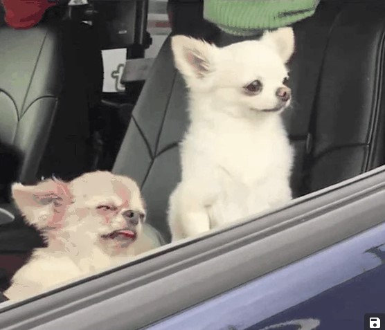 Create meme: sleepy chihuahua in the car, funny Chihuahua, humor animals