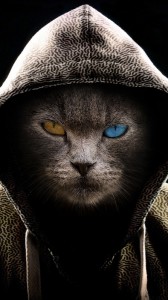 Create meme: Wallpaper on tablet the cat in the hood, cool cats, cat