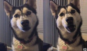 Create meme: Husky went nuts