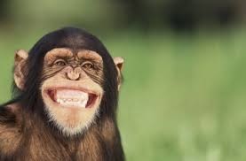 Создать мем: животные обезьяны, обезьянка улыбается, обезьяна