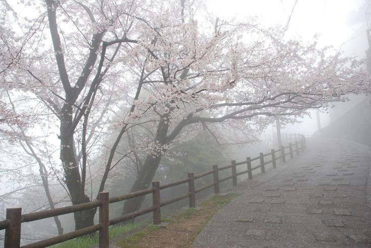 Create meme: cherry blossom, nature , Japan Sakura 