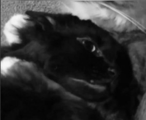 Create meme: cat Satan video, Blurred image, cats