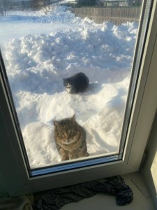 Создать мем: снежный котик, котик в снегу, кошка