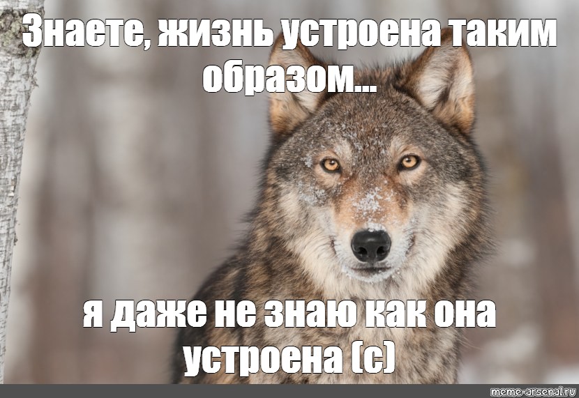 Отсасывать будете. Работа не волк волк это ходить. Если волк молчит лучше его. Волк не волк если он не волк. Волк лох.