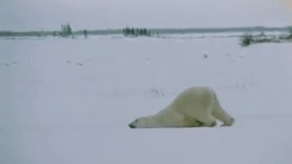 Create meme: bear , polar bears in the arctic, white bear