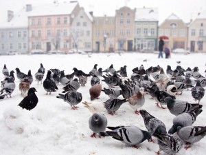 Создать мем: голуби зимой в парке, птицы, городские птицы