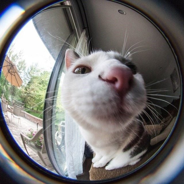 Create meme: fisheye cats, curious cat , seals fishay