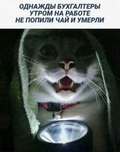 Создать мем: кошка, фонарик котик, котики