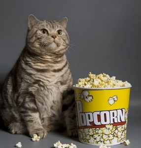 Create meme: popcorn, cat