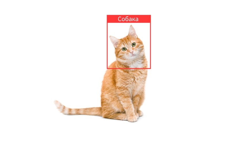 Create meme: red seals, a cat on a white background, cat 