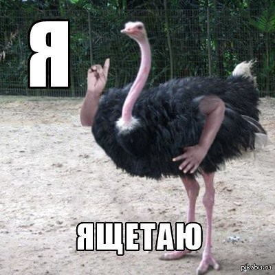 Create meme: bird ostrich, ostrich , The male ostrich