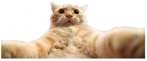 Create meme: risovac, your cat, selfie meme