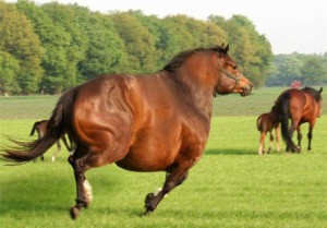 Создать мем: cheval, fat pony, pferd