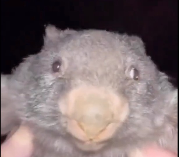 Create meme: wombat, wombat patrick, wombat animal