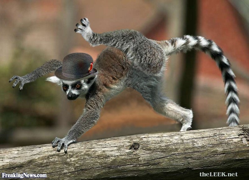 Create meme: lemur is funny, lemur , lemur lemur