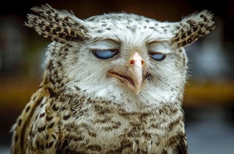 Create meme: the offended owl, tired owl, drunk owl 