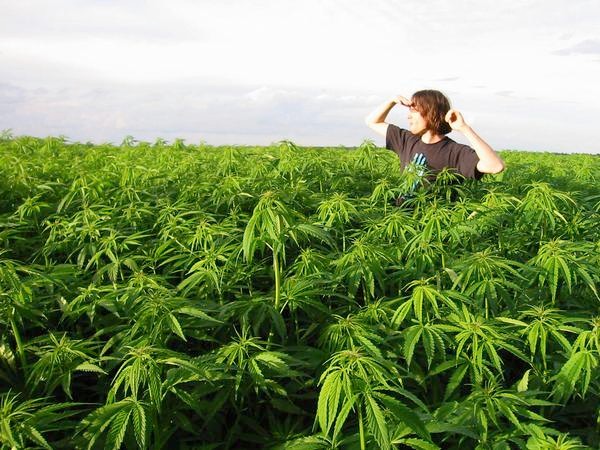 Create meme: audio recording, Bush cannabis, chui valley hemp fields