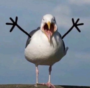 Create meme: funny seagulls, funny Seagull, Seagull bird