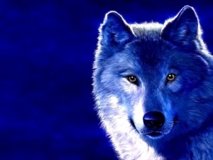 Create meme: wolf, wolf pictures on the avatar, wolf lone wolf