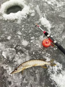 Создать мем: февраль рыбалка 2021 г на рыбинском ловля на балансир, щука на спиннинг, зимняя щука на спиннинг aspro