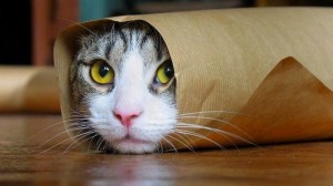 Create meme: photos of cats funny, though I Shawarma, cat