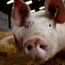 Create meme: breeding pigs, African swine fever, swine fever
