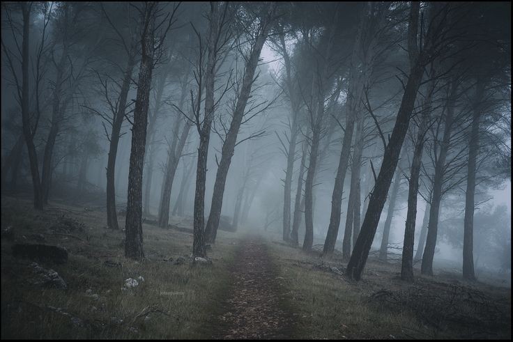 Создать мем: темный лес, природа туман, мрачный лес