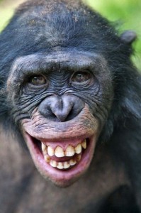 Create meme: happy monkey, IQ of a chimpanzee, fast memory chimp