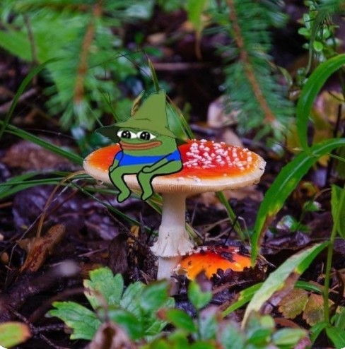 Create meme: fly agaric, little fly agaric, forest mushrooms