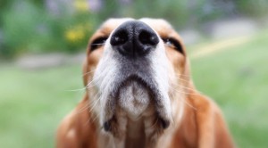 Create meme: the scent, the sense of smell of a dog, nose dog pictures