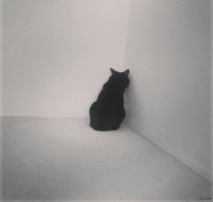 Create meme: cat, cat, black cat in the corner