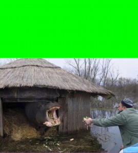 Create meme: nature, in the village