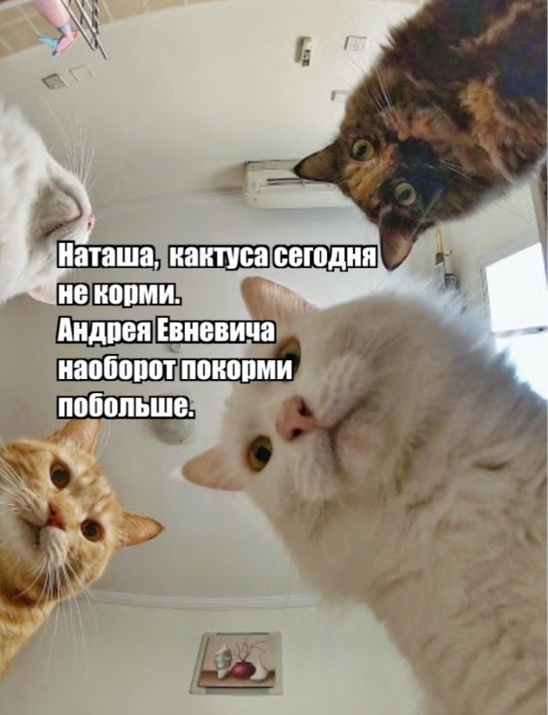 Create meme: cat meme , memes with cats , memes about cats and natasha