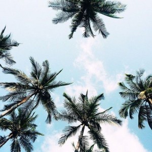 Создать мем: tree background, пальма, coconut tree